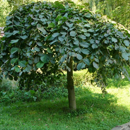     Ulmus glabra Camperdownii  